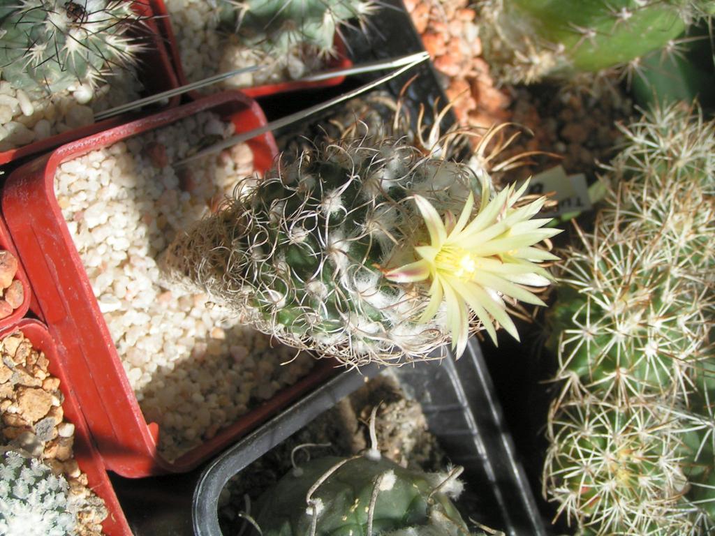 Turbinicarpus krainzianus var. minor